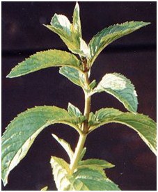 mentha.jpg