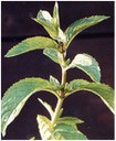 mentha.jpg